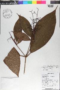 Miconia nanopetala image