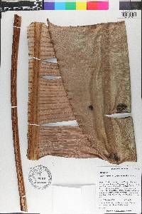 Phenakospermum guyannense image