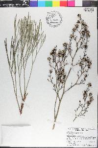 Stirlingia latifolia image
