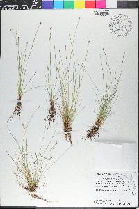 Eleocharis geniculata image