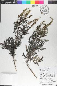 Ambrosia velutina image