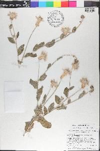 Ptilotus sessilifolius image