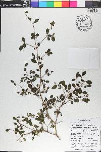 Miconia nanophylla image
