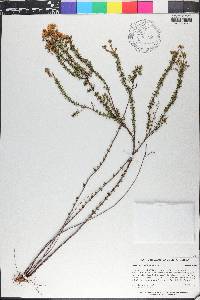 Hypericum piriai image
