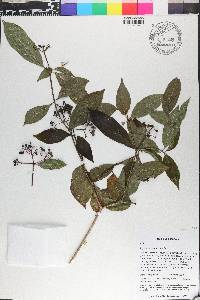Psychotria pubescens image