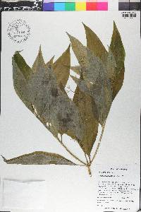 Aciotis purpurascens image