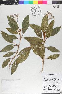 Miconia ferruginea image