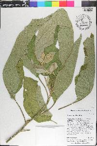 Solanum erianthum image