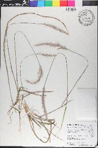 Imperata cylindrica image