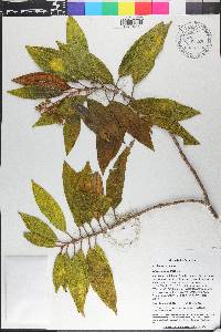 Miconia lanceolata image