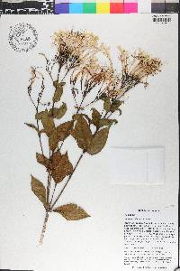 Exostema ellipticum image
