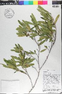 Dodonaea viscosa image