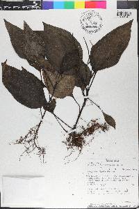 Peperomia syringifolia image