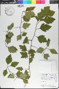 Crataegus flava image