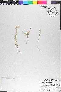 Thrixspermum elongatum image