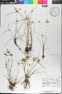 Cyperus flavescens image