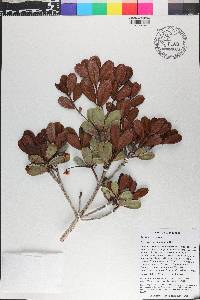 Ternstroemia glandulosa image