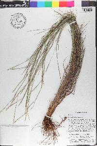 Schizachyrium tenerum image