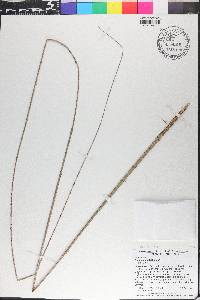 Calamus australis image