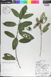 Meriania involucrata image