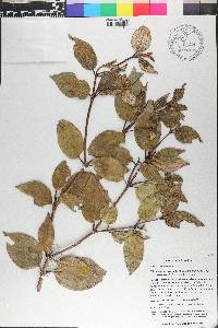 Miconia macrocarpa subsp. tuerckheimii image