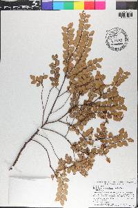 Nothofagus cunninghamii image