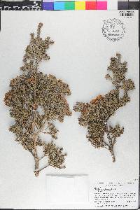 Melaleuca cuticularis image