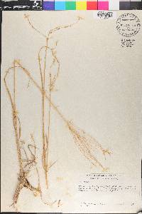 Digitaria eriantha image