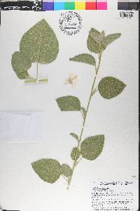 Hibiscus flavifolius image