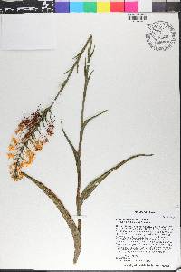 Platanthera ciliaris image