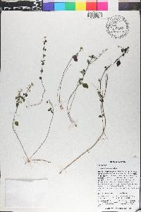 Scutellaria havanensis image