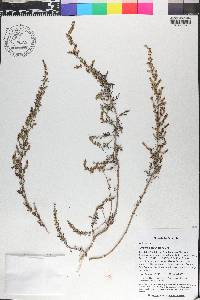 Artemisia domingensis image