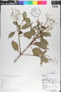 Aciotis indecora image