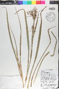 Rhynchospora aristata image