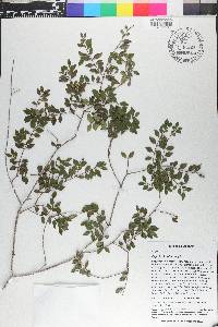 Eugenia picardae image