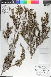 Leptospermum scoparium image