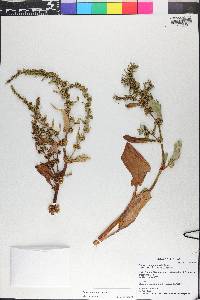 Rumex obovatus image