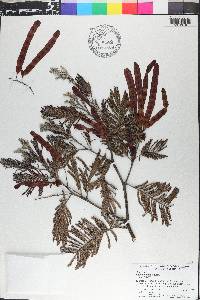 Acacia dealbata image