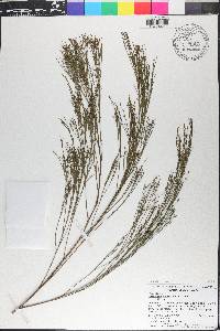 Exocarpos cupressiformis image