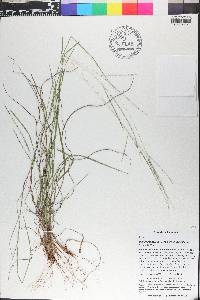 Digitaria filiformis image
