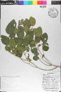 Miconia hispidula image