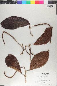 Coccoloba obovata image