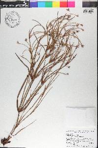 Anarthria prolifera image