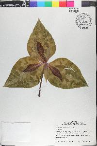 Trillium underwoodii image