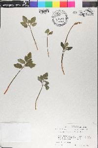 Sceptridium biternatum image