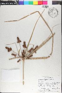 Cyperus ligularis image