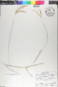 Dichanthium aristatum image