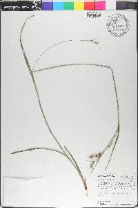Scleria triglomerata image