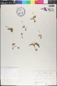 Ophioglossum crotalophoroides image