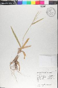 Axonopus compressus image